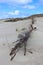 Old broken wooden dune fence, Curonian spit, Lithuania, Baltic sea coast