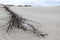 Old broken wooden dune fence, Curonian spit, Lithuania, Baltic sea coast