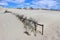 Old broken wooden dune fence, Curonian spit, Lithuania, Baltic sea coast