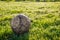 Old bronze ball on a green meadow. Spring grass.