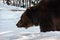 Old brown bear hunting in winter forest