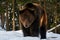 Old brown bear stand in the winter forest