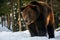 Old brown bear stand in the winter forest