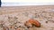 Old brown boot among the rapan shells in sand on sea beach after storm.