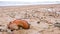 Old brown boot among the rapan shells in sand on sea beach after storm.