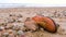 Old brown boot among the rapan shells in sand on sea beach after storm.