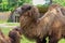 Old brown camel with humpbacks in zoo. Animals in zoo.