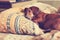 Old brown dog, the dachshund relaxes comfortably on the pillow