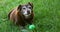 Old brown dog with green ball resting - Gray hairs around the muzzle.