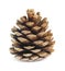 Old brown pinecone isolated on background