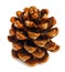 Old brown pinecone isolated on background