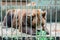 Old brown siberian bear eating watermelon in a cage at the zoo