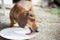 An old brown sick dog trying to eat some food for his better condition, animal concept