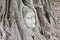 Old Buddha head buried in tree roots, ancient sites in Thailand.