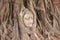 Old Buddha head buried in tree roots, ancient sites in Thailand.