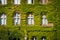 Old building facade overgrown with ivy plant -