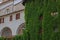 Old building with green wall