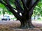 Old bulky tree in public park setting with short trunk in close up view along a street with