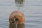 Old buoy for the fence of the water area from sharks to the sea