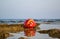 Old buoy of red color, thrown ashore