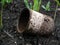 Old burnt rusty tin can amidst a young grass