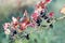 Old bush with black currant berries and diseased branches and red leaves