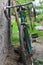 Old bycicle leaning on a wall