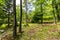 Old cabin hidden in the woods at spring.