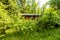 Old cabin hidden in the woods at spring.