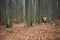 Old cabins in woods.