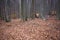 Old cabins in woods.