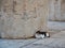 Old Calico Cat at Ancient Ruins of the Parthenon