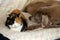 Old calico cat and an old Weimaraner dog sharing a dog bed