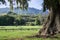 Old California bay laurel tree on a green meadow