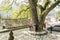 Old camphor tree by Many people surrounded