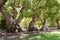 Old camphor trees in South Africa, mighty tree trunks form an avenue