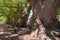 Old camphor trees in South Africa, mighty tree trunks form an avenue