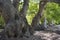 Old camphor trees, Vergelegen Winery, Western Cape South Africa