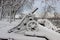 Old cannon and trees covered snow after winter storm