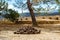 Old cannonballs in Fortezza Castle Rethymno, Crete