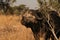 Old Cape Buffalo With Battle Marks over years.