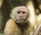 Old Capuchin White Faced Monkey