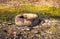 An old car tire covered with algae.