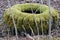 old car tire covered with moss