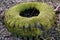 old car tire covered with moss