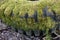 old car tire covered with moss