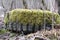 old car tire covered with moss