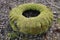 old car tire covered with moss