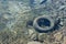 Old car tire under the clear water of a mountain lake viewed fro