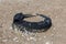 Old car tires on the beach,Water and sea coast pollution car tires on sand beach,An image of an old car tire ingrown into the sand